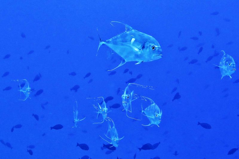 Trevallies and fish in the blue of the pass