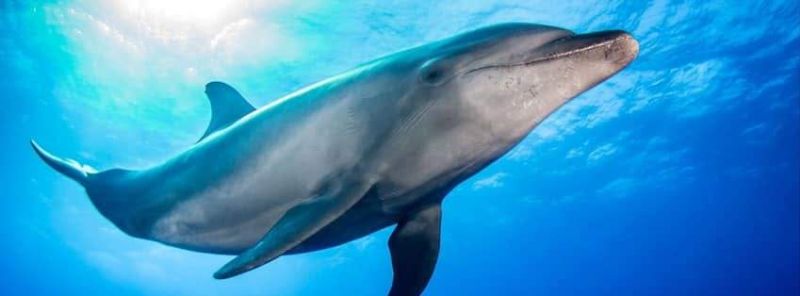 Bottlenose dolphin below the surface