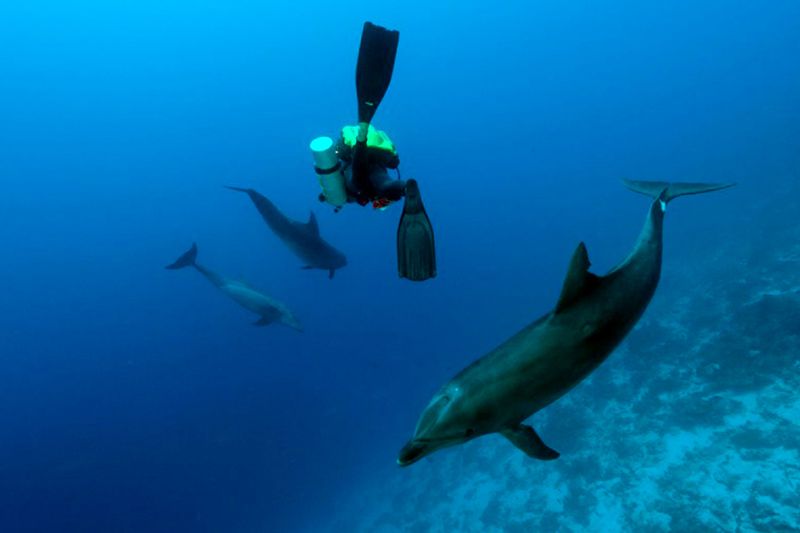 Diver surrounded by bottlenose dolphins in the Tiputa pass