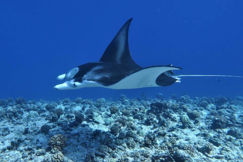 Manta ray gliding above the bottom