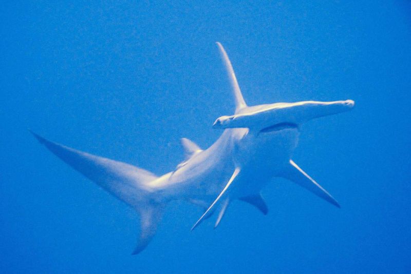 Great hammerhead shark in the blue in Rangiroa