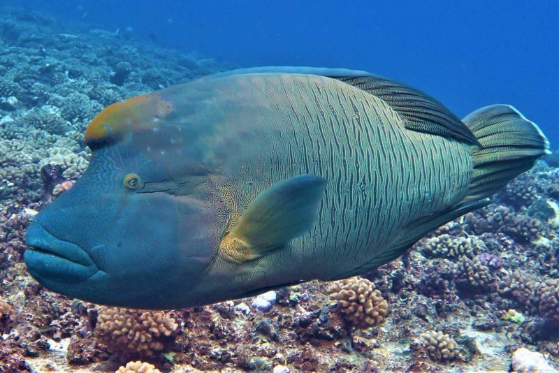 Napoleon wrasse on the coral reef