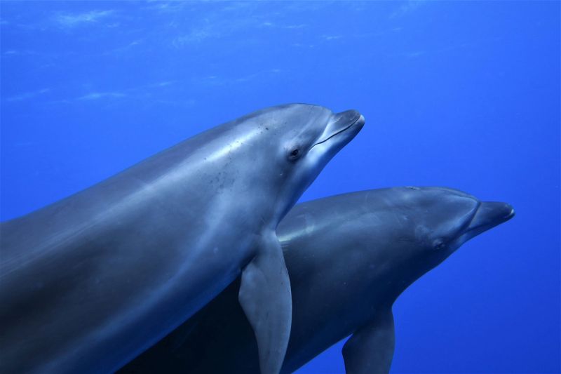 Two bottlenose dolphins in the blue of the Tiputa pass