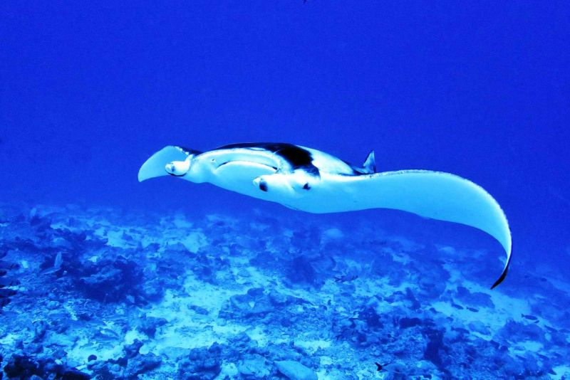 Manta ray gliding over the coral bottom