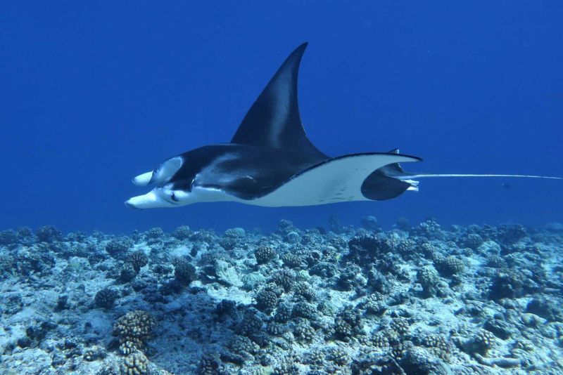 Manta ray above the reef