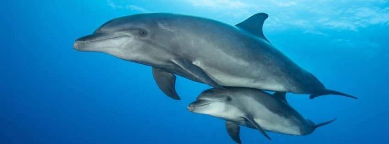 Une mère et son petit, grands dauphins de Rangiroa