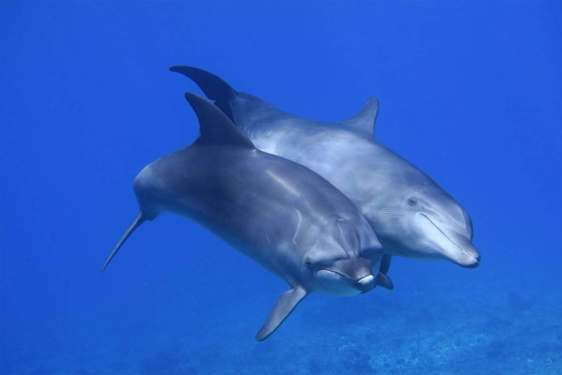 Deux grands dauphins de Rangiroa