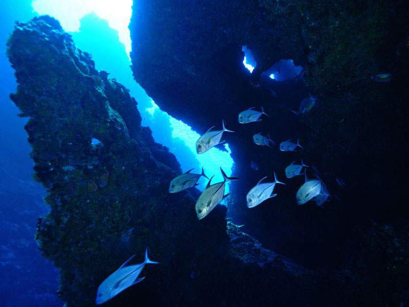 Trevallies in a canyon of the pass