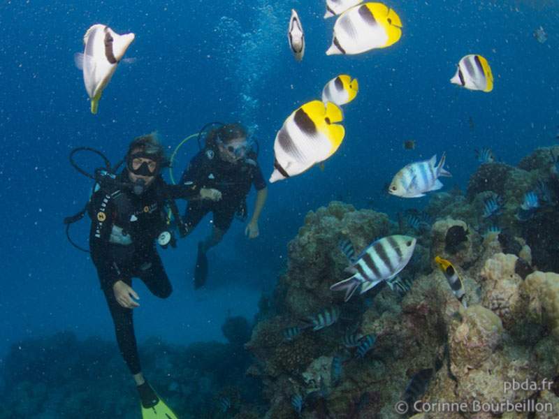 Two divers among butterflyfish