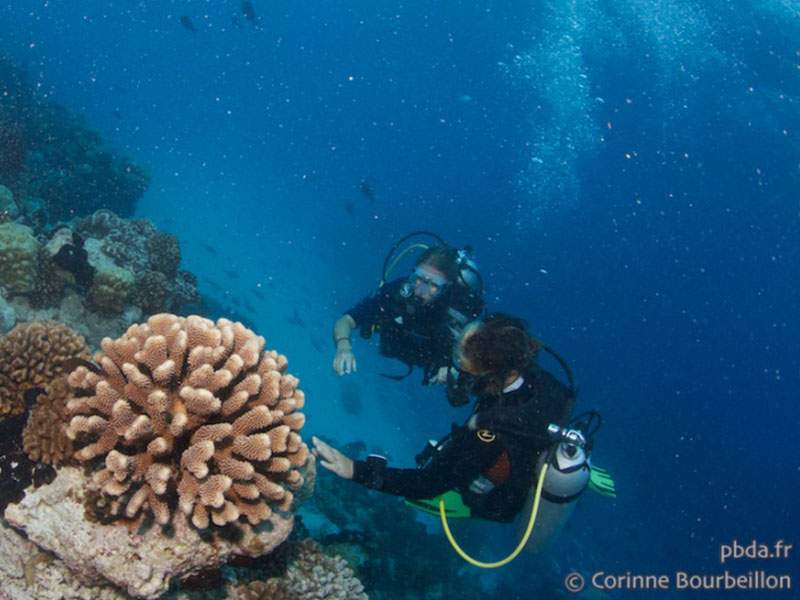Divers next to a coral head