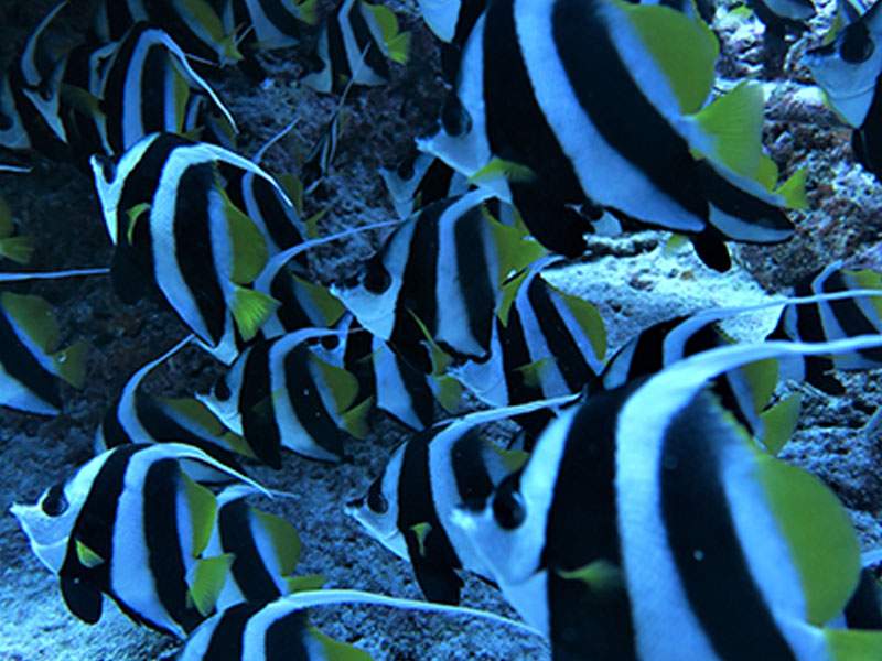 School of pennant bannerfish on the reef