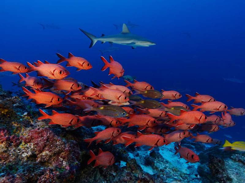 Grey reef shark above a school of soldierfish