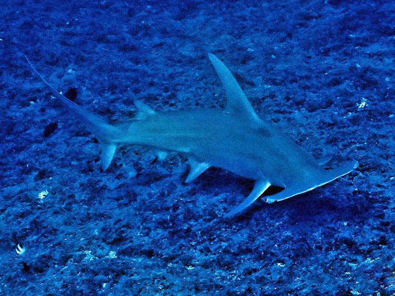 Great hammerhead shark at the bottom of the Tiputa pass