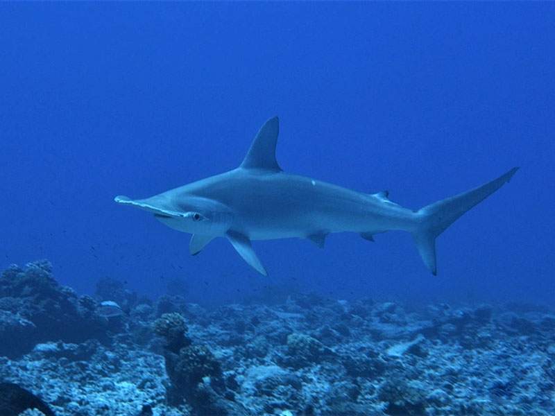 Great hammerhead cruising along the reef
