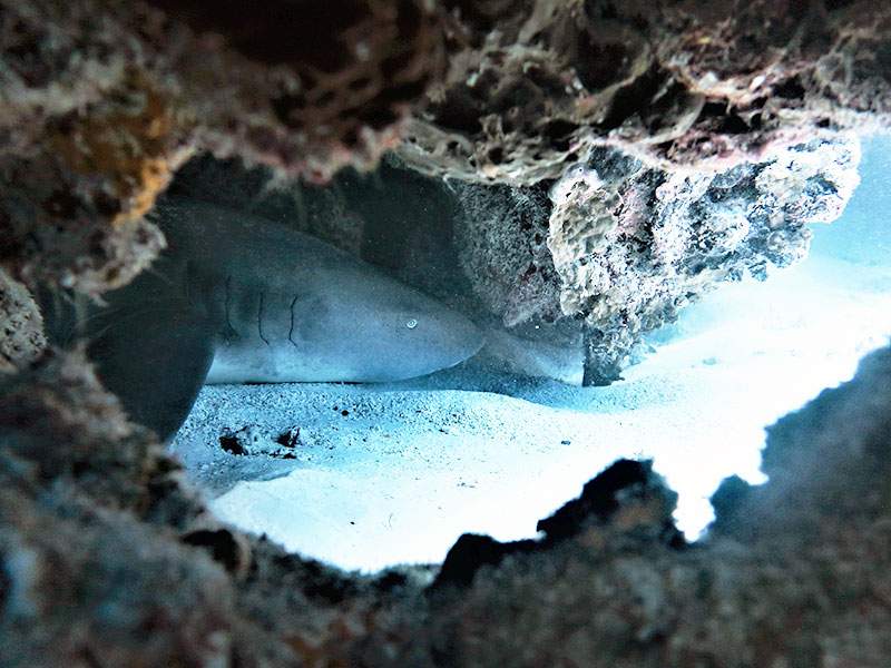 Shark resting under a reef overhang