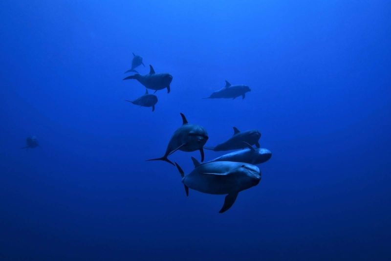Groupe de grands dauphins dans le bleu de la passe de Tiputa