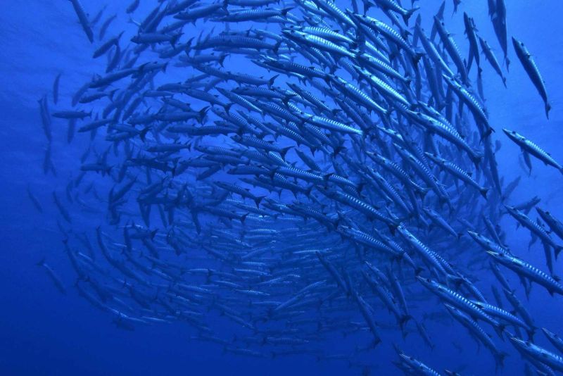 Banc de barracudas dans le bleu